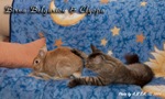 Кошка породы мейн-кун Birna Belgarion и кролик Клёпа