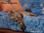 Кошка породы мейн-кун Birna Belgarion (2 года)