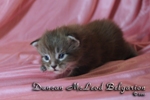 Котёнок породы мейн-кун Duncan McLeod Belgarion (17 дней)