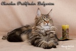   - Cherokee Pathfinder Belgarion (1,5 )