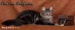 Кошка породы мейн-кун Cha'risa Belgarion (1,5 года)