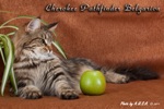 Кошка породы мейн-кун Cherokee Pathfinder Belgarion