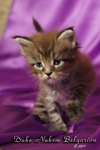 Котёнок породы мейн-кун Duke Nukem Belgarion (1 месяца)