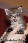 Котёнок породы мейн-кун Duncan McLeod Belgarion (1 месяц)