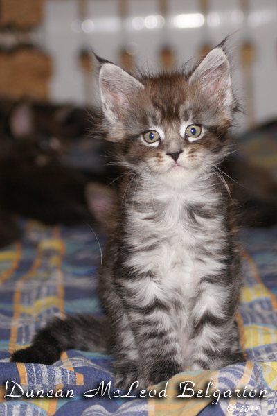 Котёнок породы мейн-кун Duncan McLeod Belgarion (1,5 месяца)