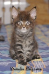 Котёнок породы мейн-кун Daimler Belgarion (1,5 месяца)