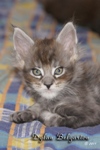 Котёнок породы мейн-кун Dylan Belgarion