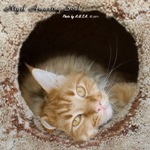   - Nigel Amazing Soul