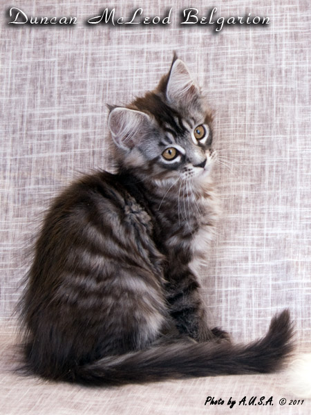 Котёнок породы мейн-кун Duncan McLeod Belgarion (2 месяца и 3 недели)