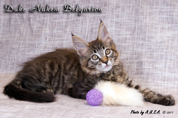 Котёнок породы мейн-кун Duke Nukem Belgarion (2 месяца и 3 недели)