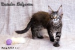 Котёнок породы мейн-кун Daimler Belgarion