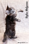 Котёнок породы мейн-кун Dylan Belgarion (2 месяца и 3 недели)