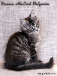 Котёнок породы мейн-кун Duncan McLeod Belgarion