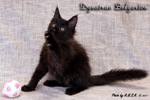 Котёнок породы мейн-кун Dynatrac Belgarion