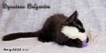 Котёнок породы мейн-кун Dynatrac Belgarion