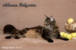Кот породы мейн-кун Alessan Belgarion (2 года и 11 месяцев)