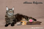 Кот породы мейн-кун Alessan Belgarion