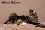 Кот породы мейн-кун Alessan Belgarion (2 года и 11 месяцев)