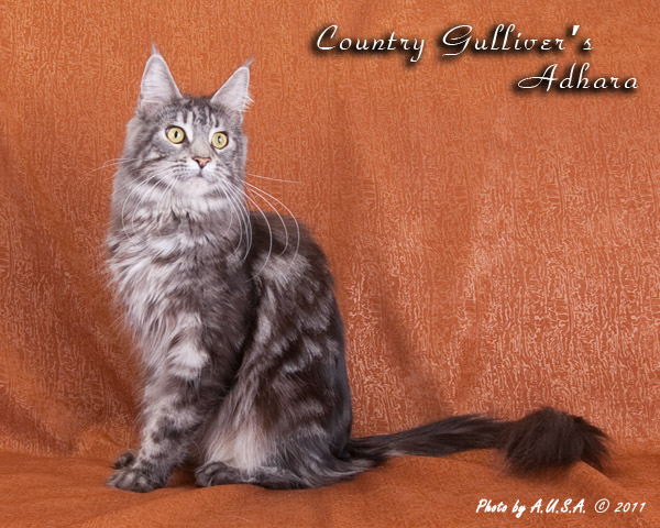 Кошка породы мейн-кун Country Gulliver's Adhara