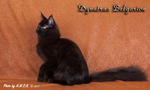 Кот породы мейн-кун Dynatrac Belgarion