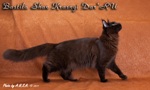 Кошка породы мейн-кун Bastila Shan Krasnyi Dar*RU