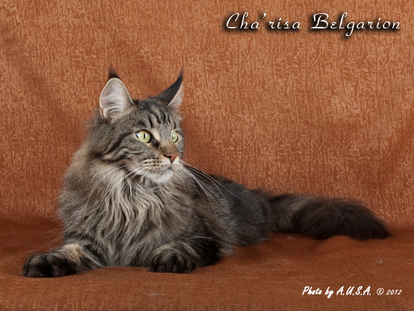 Кошка породы мейн-кун Cha'risa Belgarion (2,5 года)