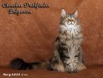 Кошка породы мейн-кун Cherokee Pathfinder Belgarion (2,5 года)