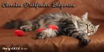 Кошка породы мейн-кун Cherokee Pathfinder Belgarion