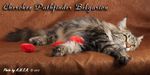   - Cherokee Pathfinder Belgarion (2,5 )