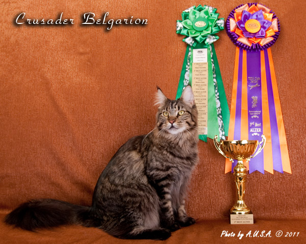 Кот породы мейн-кун Crusader Belgarion (2 года)