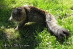 Кот породы мейн-кун Arjun Belgarion (7 месяцев)