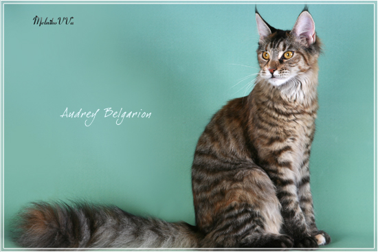 Кошка породы мейн-кун Audrey Belgarion (8 месяцев)