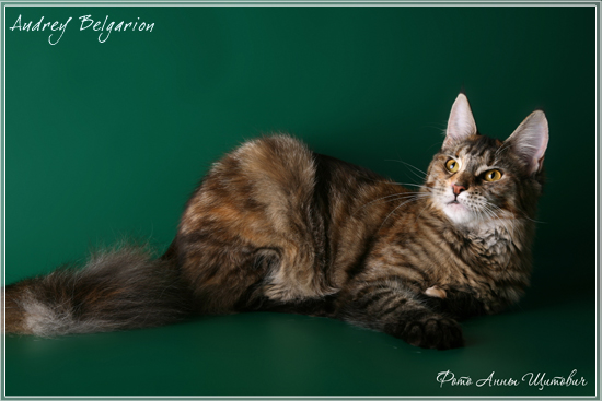 Кошка породы мейн-кун Audrey Belgarion (10 месяцев)
