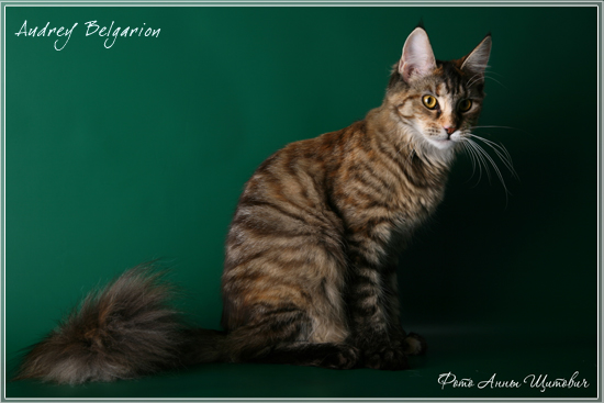 Кошка породы мейн-кун Audrey Belgarion (10 месяцев)