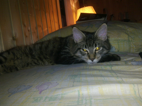 Котёнок породы мейн-кун Duke Nukem Belgarion (5 месяцев)