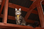Котёнок породы мейн-кун Duke Nukem Belgarion (4,5 месяца)