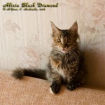 Котёнок породы мейн-кун Alisia Black Diamond