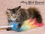 Котёнок породы мейн-кун Alisia Black Diamond