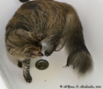 Кошка породы мейн-кун Alisia Black Diamond и воробей Цыпа