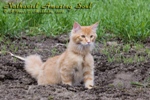 Котёнок породы мейн-кун Nathaniel Amazing Soul