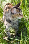 Кошка породы мейн-кун Alisia Black Diamond