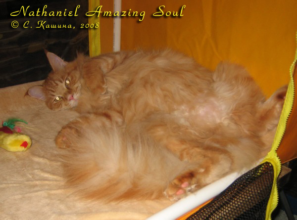 Кот породы мейн-кун Nathaniel Amazing Soul