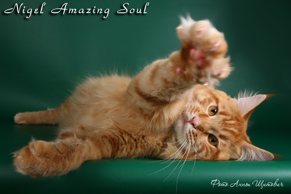 Кот породы мэйнкун Ch. Nigel Amazing Soul