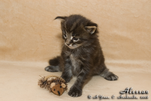 Котёнок породы мейн-кун Alessan Belgarion (3 недели)