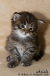 Котёнок породы мейн-кун Assole Belgarion (3 недели)