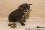 Котёнок породы мейн-кун Alessan Belgarion (3 недели)