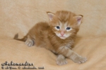 Котёнок породы мейн-кун Aahzmandius Belgarion (3 недели)