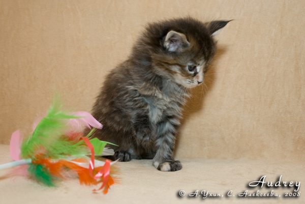 Котёнок породы мейн-кун Audrey Belgarion (1 месяц)