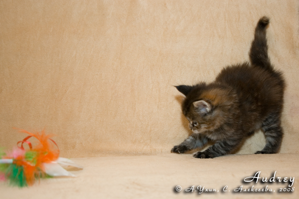 Котёнок породы мейн-кун Audrey Belgarion (1 месяц)