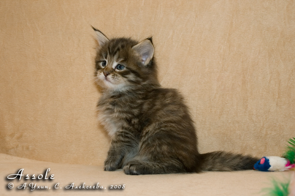 Котёнок породы мейн-кун Assole Belgarion (1 месяц)